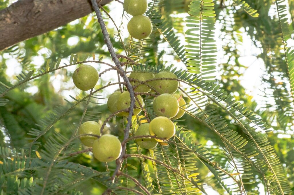 Health benefits of amla fruit