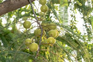 Health benefits of amla fruit