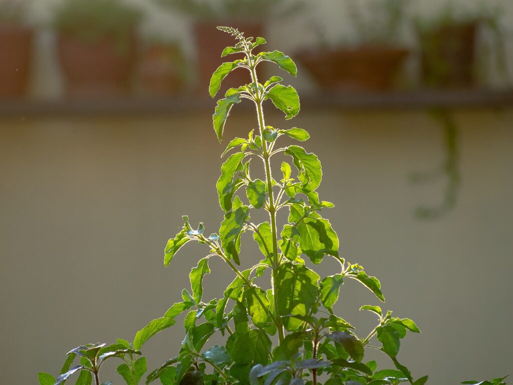 Health Benefits of Tulsi