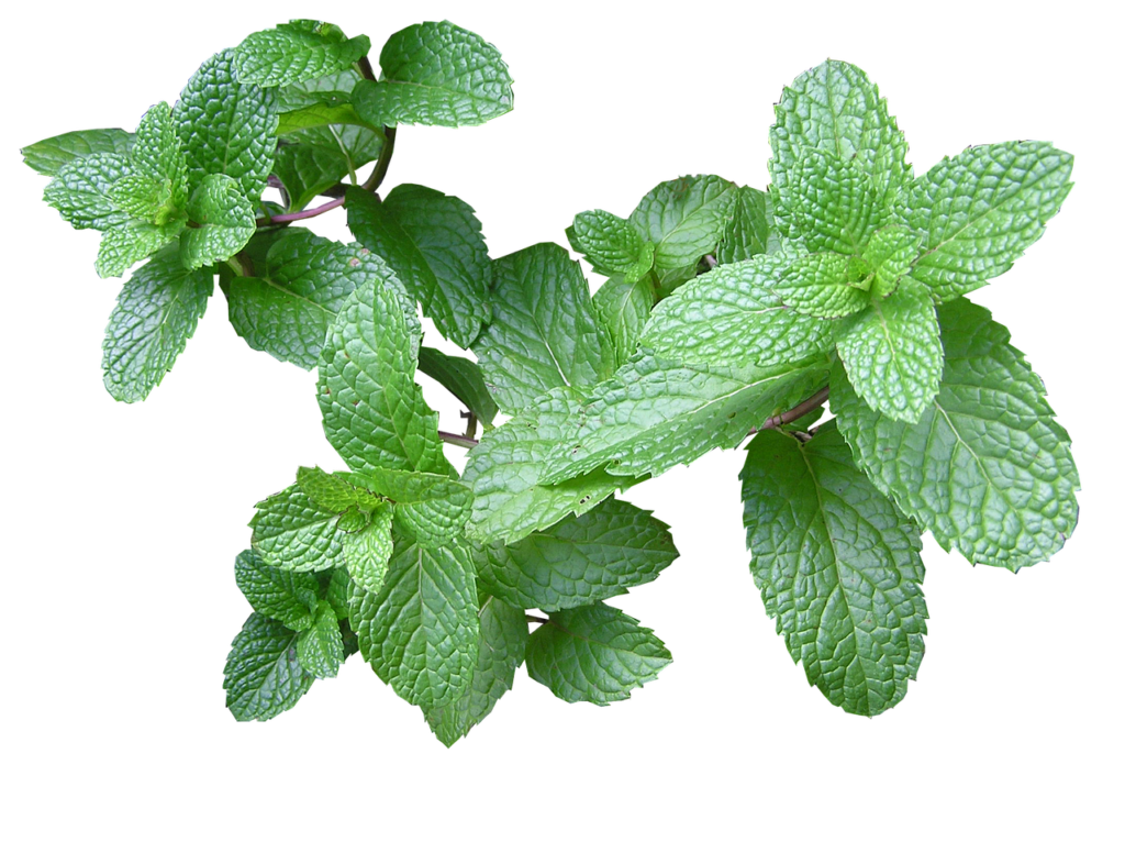 Health Benefits of Pudina (Mint)