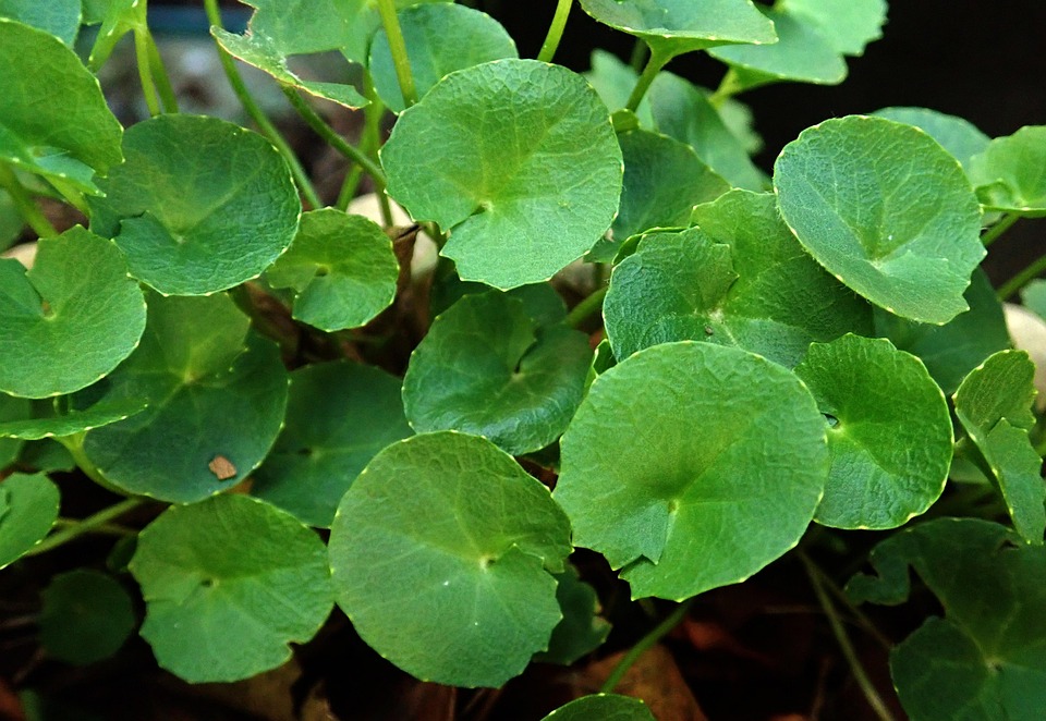 Gotu Kola holds an important place in a Green Pharmacy with medicinal herbs to grow at home.