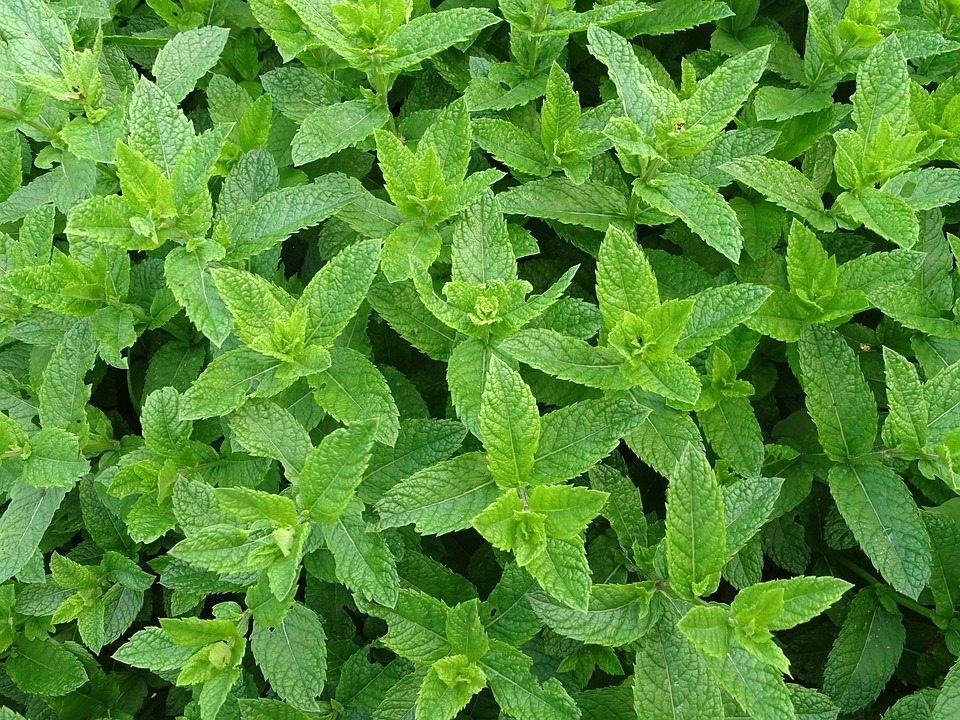 Pudina- one of the medicinal herbs to grow at home.