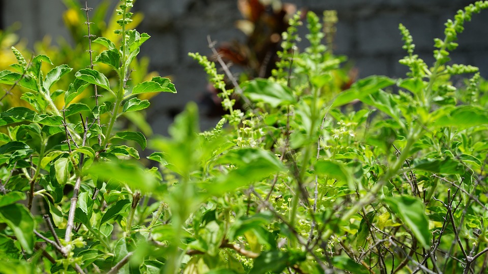 Tulsi plant growing in a home garden-one of the best medicinal herbs to grow at home.