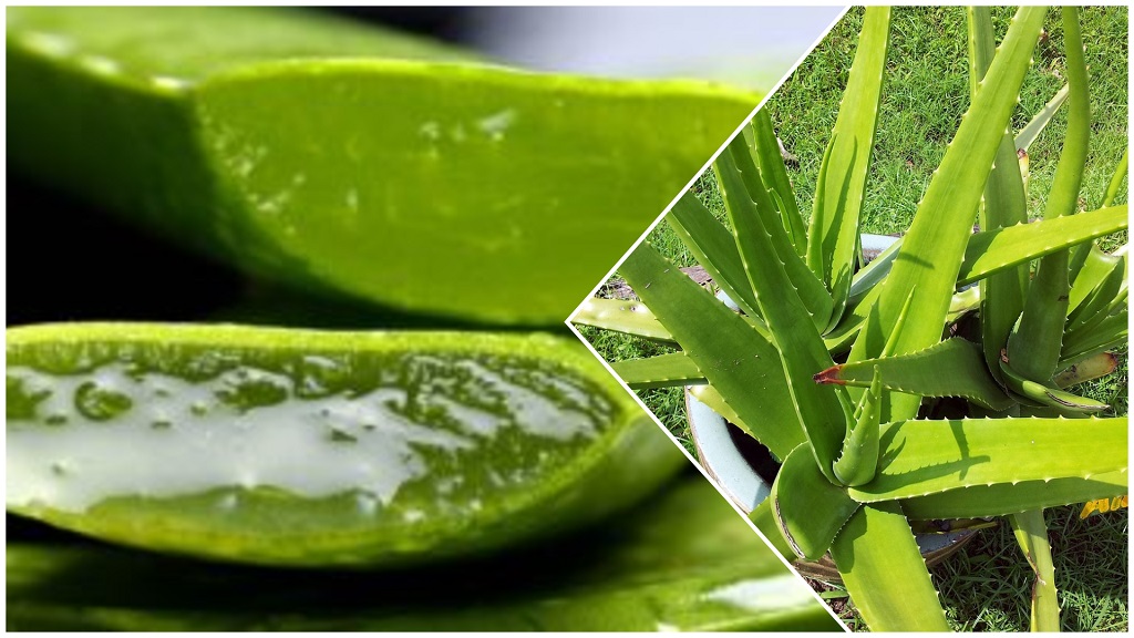 Fresh aloe vera plant, a well-known medicinal herb, that supports better health