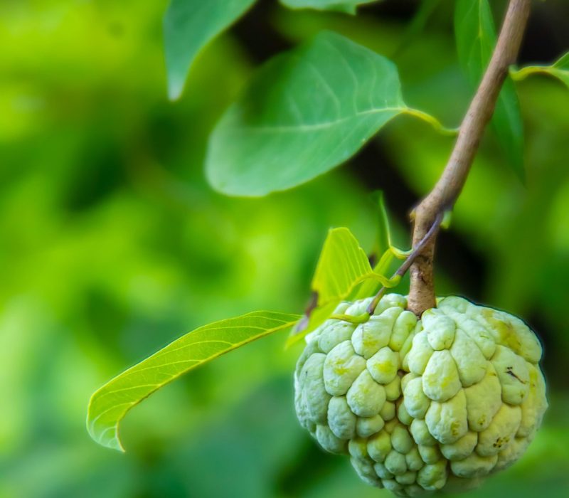annona annona