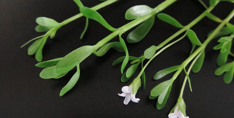 brahmi 1 Fresh Brahmi leaves used in natural remedies for better brain health