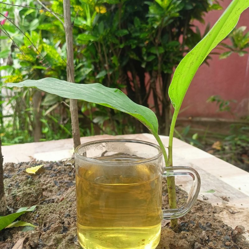 green tea new