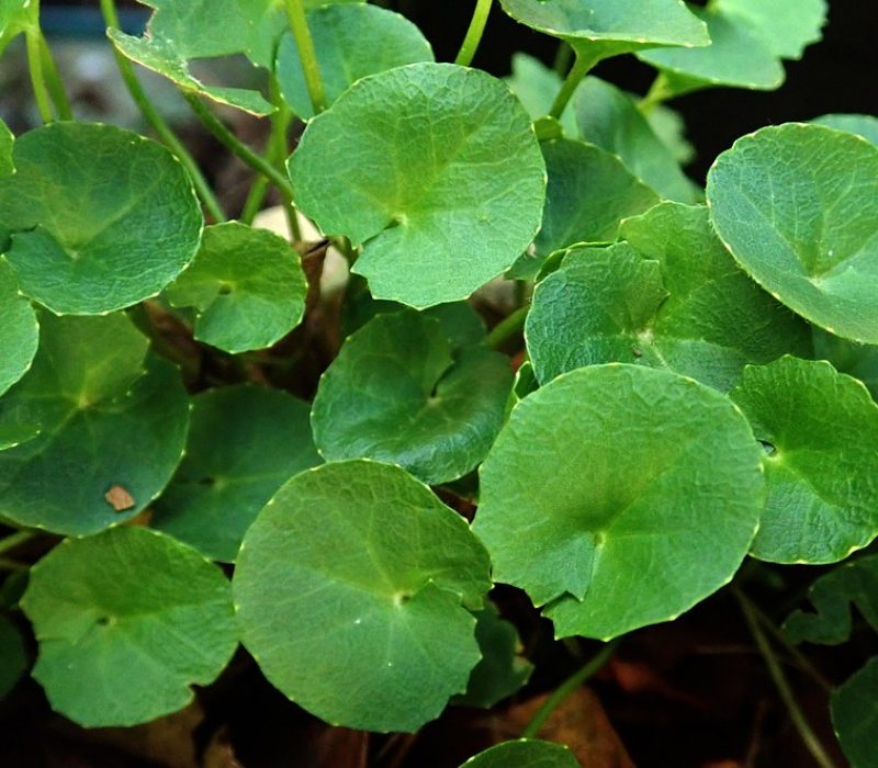 Gotu Kola holds an important place in a Green Pharmacy with medicinal herbs to grow at home.