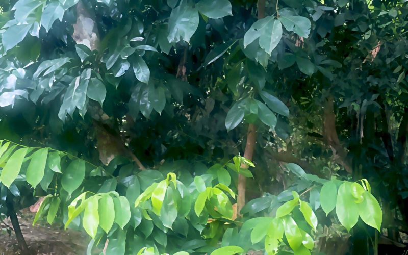 shariffa Sharifa tree with green leaves used in natural remedies- highlighting sharifa leaves benefits