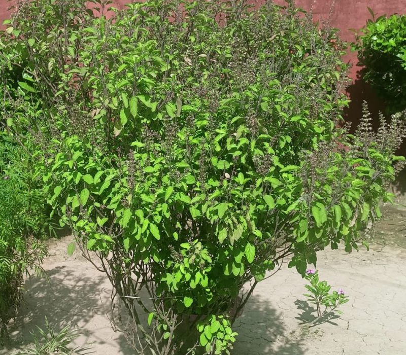 tulsi Tulsi plant growing in a home garden-one of the best medicinal herbs to grow at home.